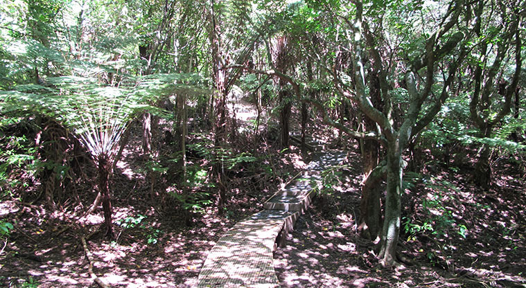Kepa Bush Path - Boardwalk through bush.