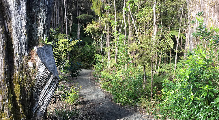 Konini School Path - Mountain bike track through bush