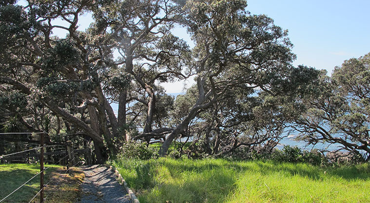 Leigh Coastal Path - Splendid pōhutukawa.