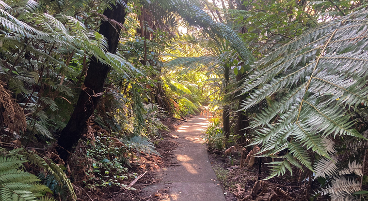 Luckens Coastal Path - Side track from Renoir Street down to the water.