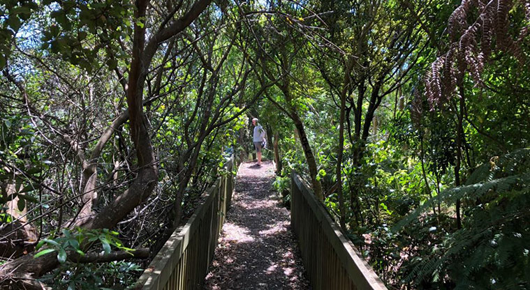Lynfield Cove Path - Shaded part of the path between trees