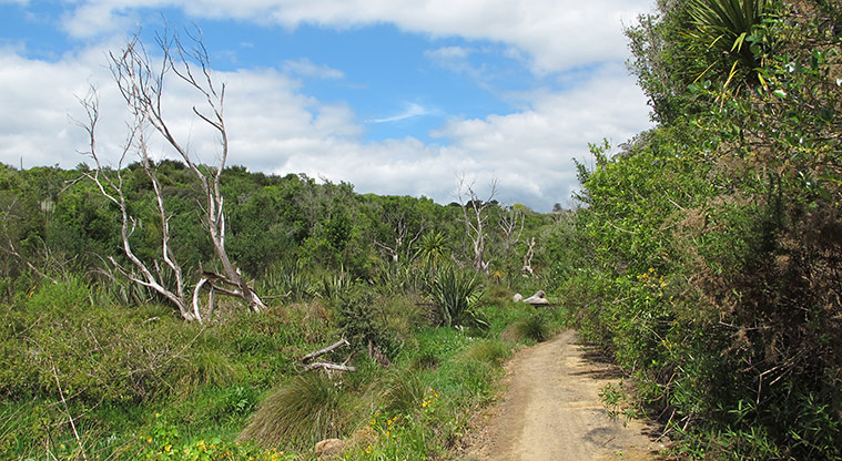 Macleans Path - Walk through the wetland at the bottom of the walk