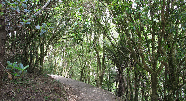 Macleans Path - Amazing sections of regenerating bush