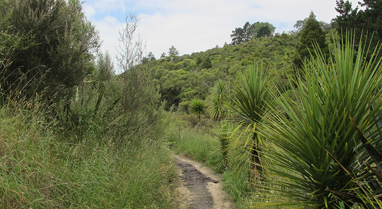 Mangemangeroa Kōwhai Path - Typical section of the path, with ponga logs in centre.