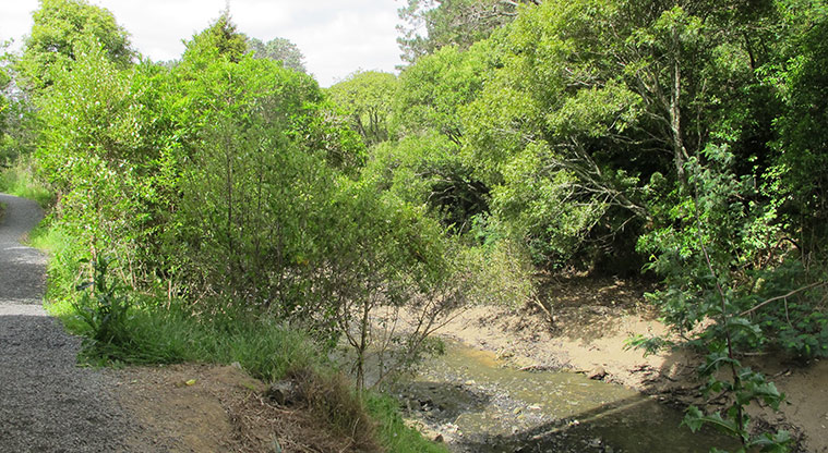 Mangemangeroa Kōwhai Path - The freshwater part of the Mangemangeroa Stream.