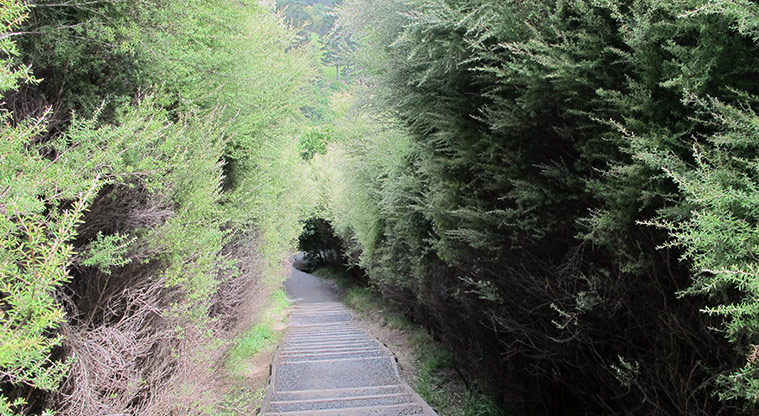 Mangemangeroa Rotary Path - Path runs through regenerating bush – be prepared for steps.