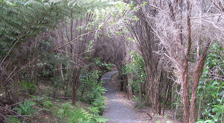 Mangemangeroa Rotary Path - A typical section of the path.