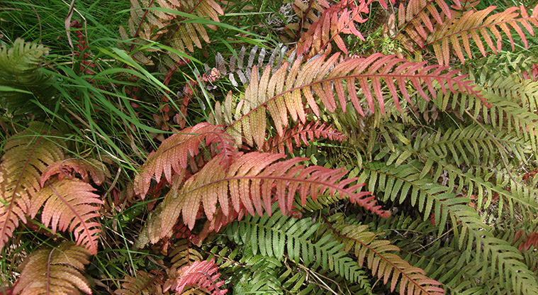 Matiatia to Oneroa Forest Path - This used to be a degraded and slip-prone paddock, transformed by local volunteers into a beautiful forest.
