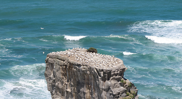 Maukatia Gannet Track - Gannet colony (seasonal).