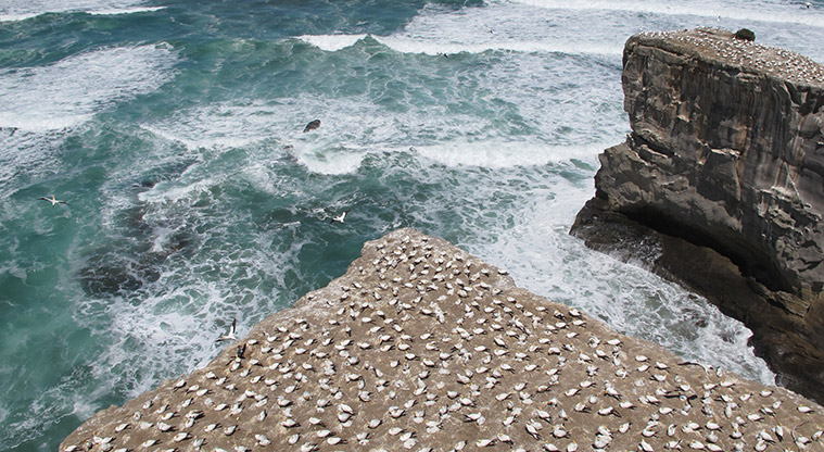 Maukatia Gannet Track - Get up close to the gannets but do not feed or disturb.