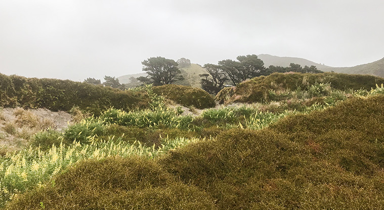 Medlands Beach Path - The dune track at the northern end of the beach is narrow. Please follow the markers.