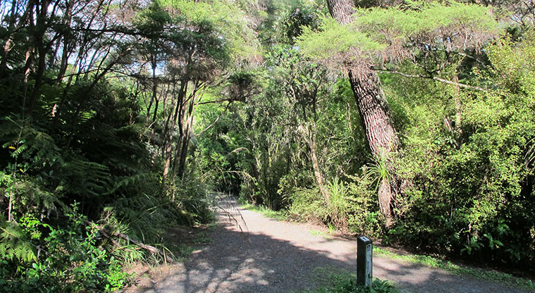 Moire Park Path - Bush section of the path.