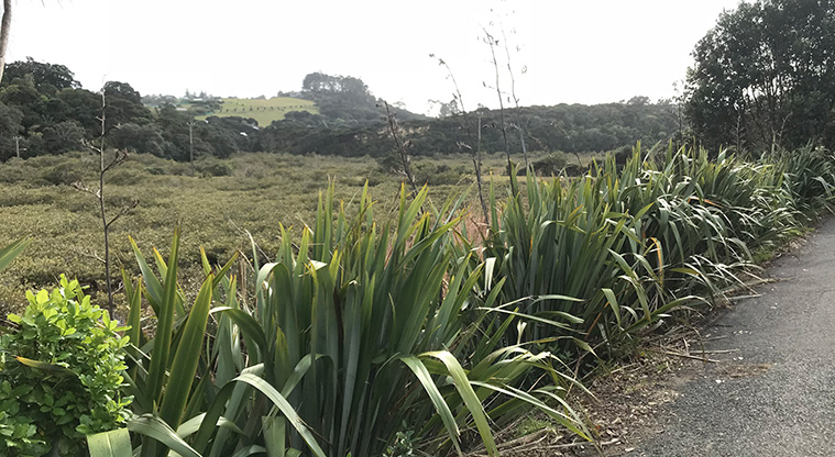Okahuiti Path - Follow the shared path around the sports field and wetland for while.