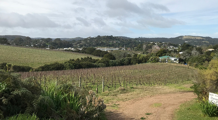 Okahuiti Path - A view across the vineyards and Putiki Bay after a gentle, steady climb on Wilma Road.