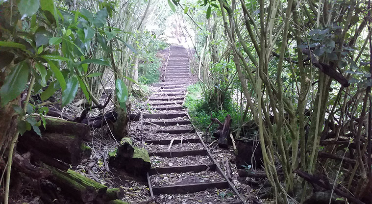 Onepoto Path - Steps from Sylvan Avenue.