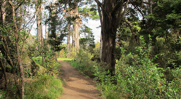 Opanuku Path - Typical section of the trail.