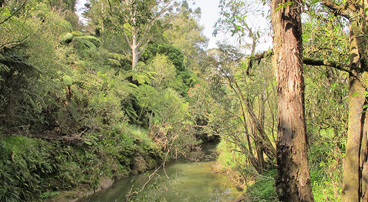 Opanuku Path - Tranquil views over Opanuku Stream.