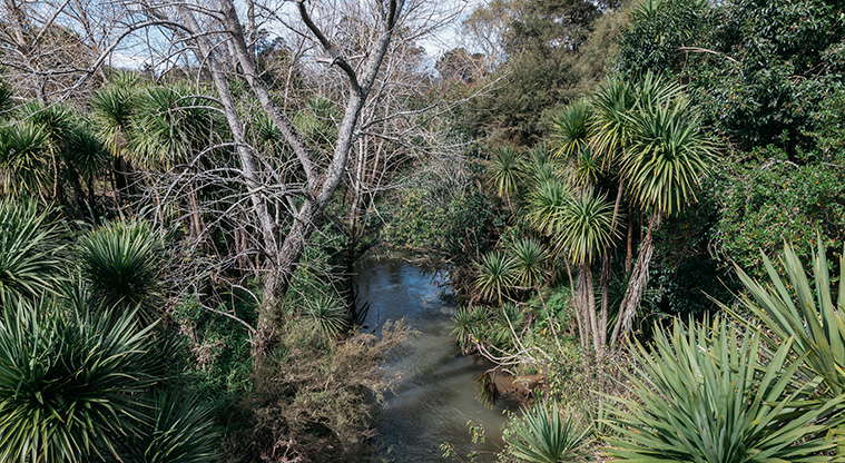 Opanuku Stream Path - Follow the Opanuku stream path.