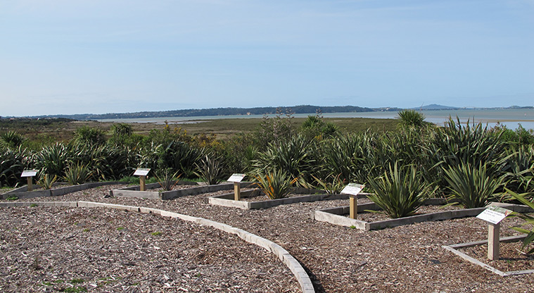 Orangihina Path - Educational information on native flax.