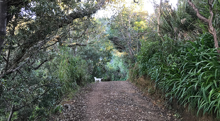 Orapiu to Pearl Bay Path - Most of the routes is gravel track, there are only a few steep sections and steps.