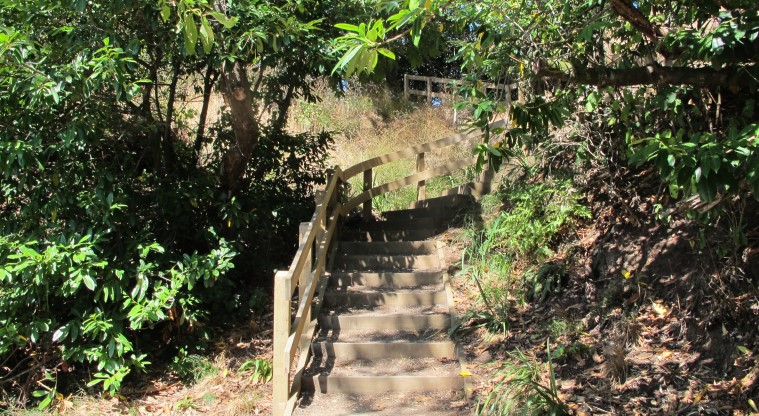 Ōhinerau / Mt Hobson Path - A short section of stairs with a handrail for support.
