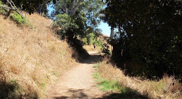 Ōhinerau / Mt Hobson Path - Section of path where the surface shifts from paved to gravel.