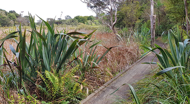 Ōmana Perimeter Path - Wetland section of the path.