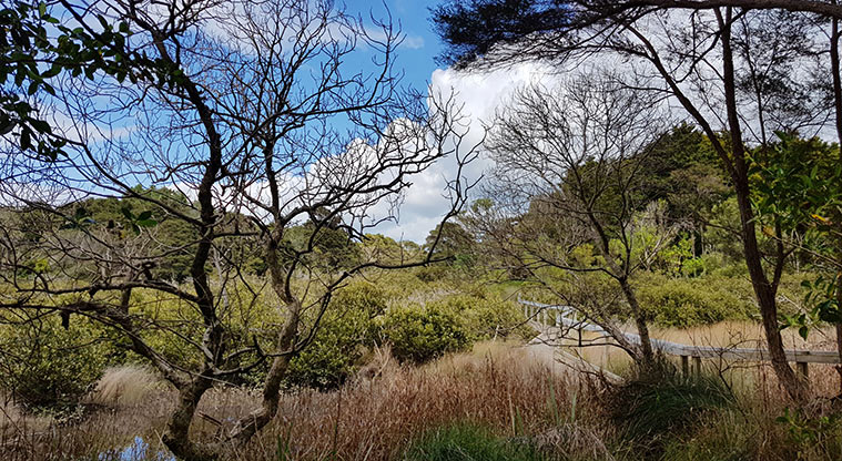 Ōmana Perimeter Path - Unique wetland landscape.