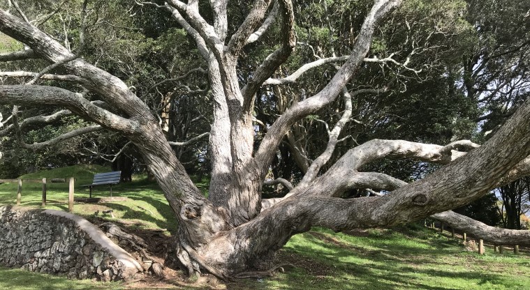 Ōwairaka / Te Ahi-kā-a-Rakataura / Mt Albert Path - A large pōhutukawa by the sports field near the car park.