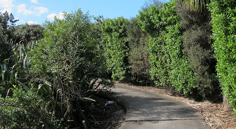 Pakuranga Creek Path - The path will take you behind neighbouring properties and the Pakuranga Golf Course.