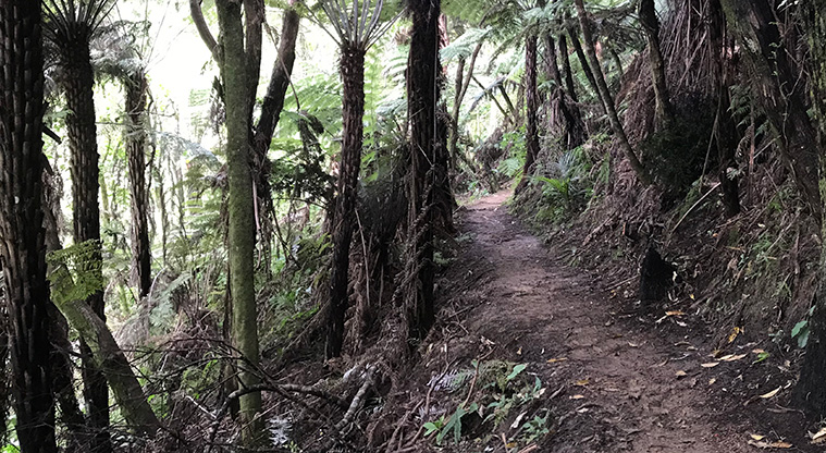 Palm Beach Lookout Path - The road soon turns into a forest path and starts climbing up to Cory Road.