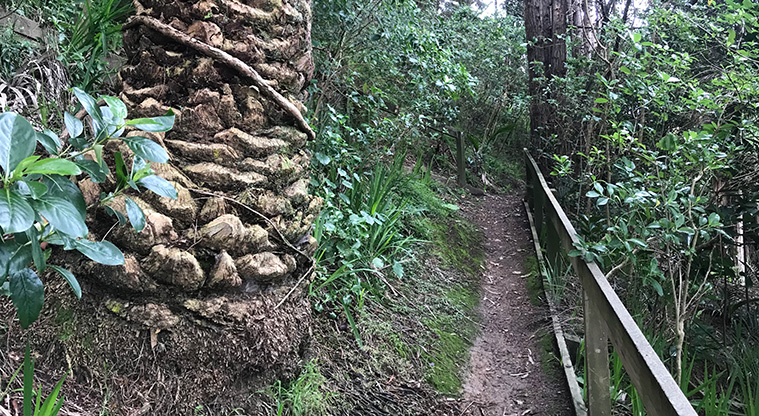 Palm Beach Lookout Path - At the big phoenix palms at the end of the beach, head up the path that scales the hillside.