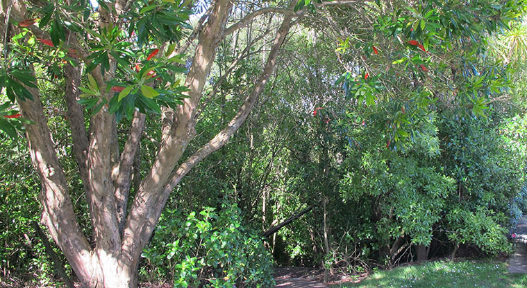 Parnell Path - Access to the Ayr Reserve is down stairs from Ayr Street.