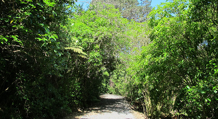 Parnell Path - Walk through a hidden bush reserve.