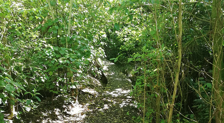 Parnell Path - Typical section of the path.