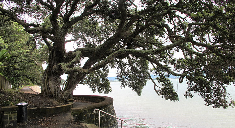 Point Chevalier Path - Plenty of shade on a hot day.