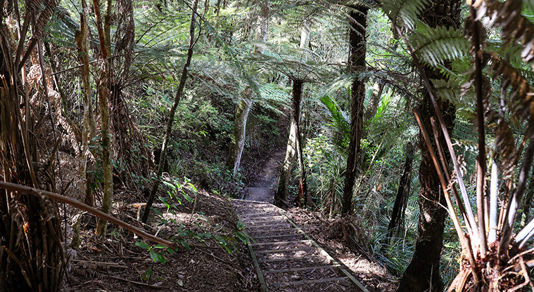 Point View Bush Path - The beginning of the path has steep steps taking you down from the car park.