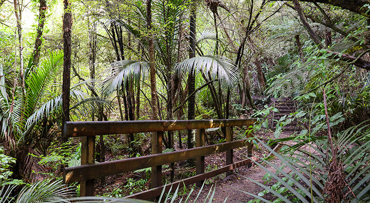 Point View Bush Path - A typical section of path through the bush canopy.