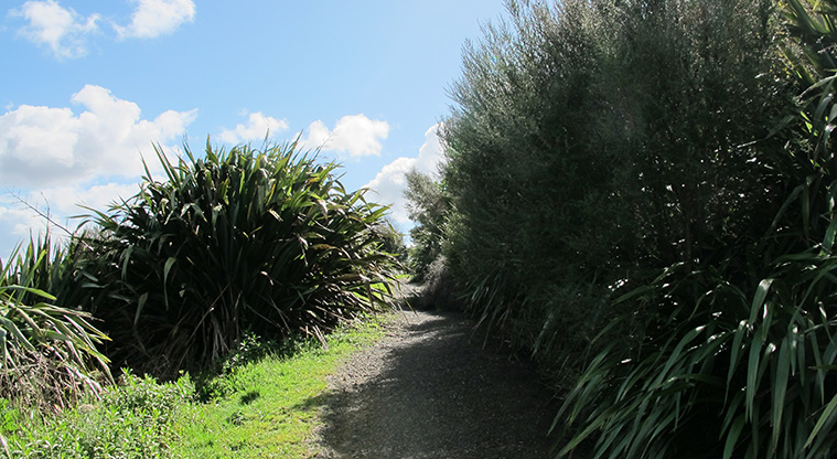 Point View Lookout Path - A section of path passing an established grove of flax (harakeke).