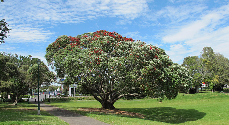 Potters Park Path - Established trees offer plenty of shade
