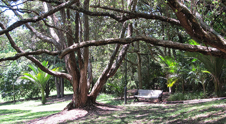 Pukekawa Centennial Glade Path - Path from Cherry Grove and Kari Commons back to Centennial Path.
