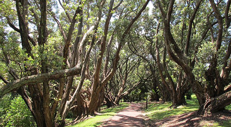 Pukekawa Centennial Glade Path - Walk between an amphitheatre of pōhutukawa.