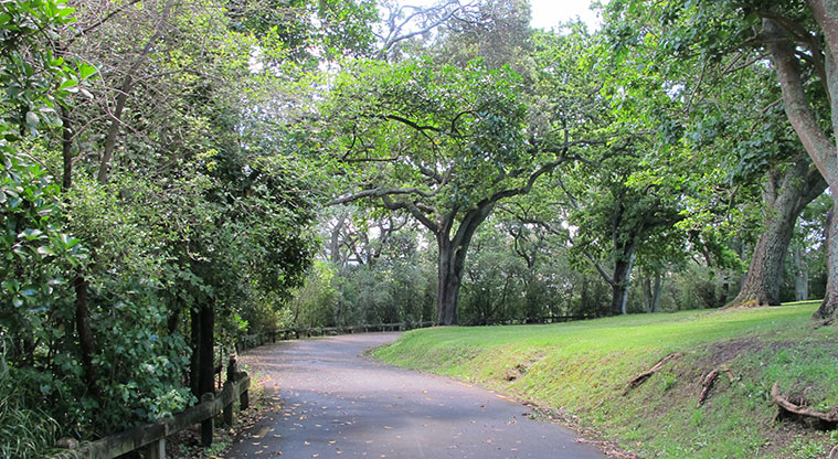 Pukekawa Centennial Glade Path - Follow the path down Lovers Lane.