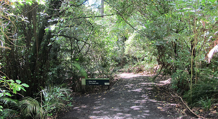 Pukekawa Centennial Glade Path - Typical section of Glade Path.
