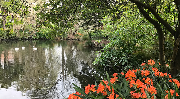 Pukekawa Gardens and Museum Path - Gardens around the duck pond.