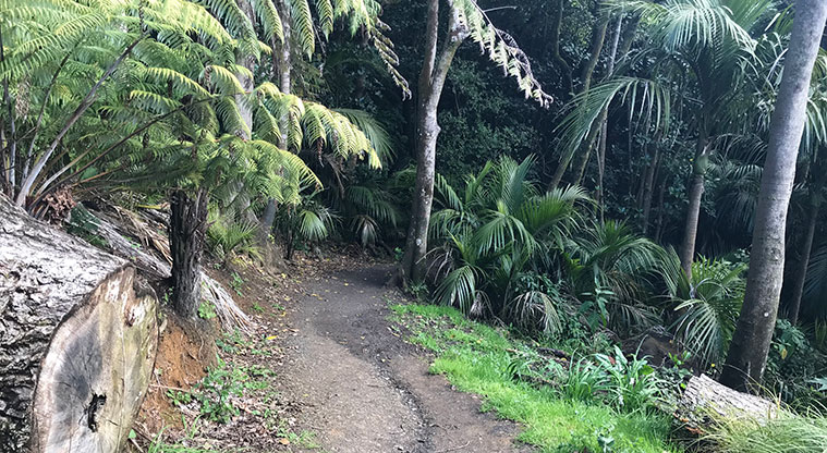 Pukekawa Trail Lovers Path - Gravel track runs through Nikau palms and established bush.