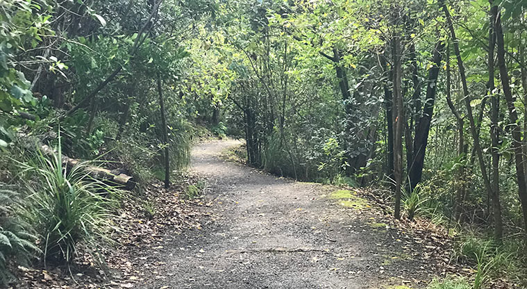 Pukekawa Trail Lovers Path - Typical section of the path.