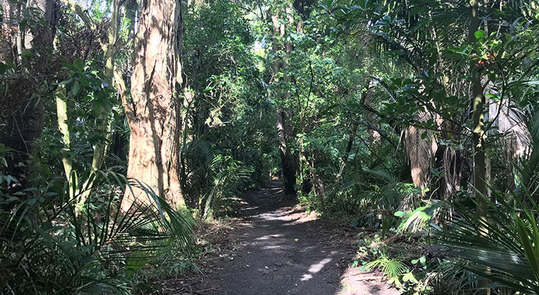 Pukekawa Trail Lovers Path - Walk through nīkau palms and huge trees.
