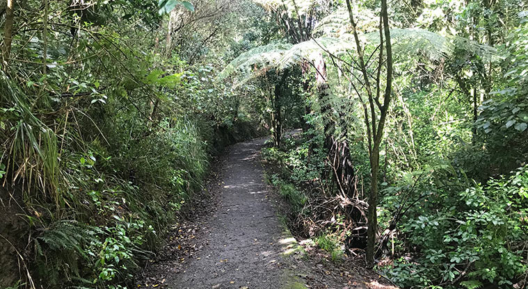 Pukekawa Trail Lovers Path - Typical section of the path.