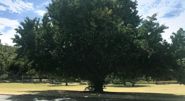 Pukekawa Urban Ngahere Path – Gingko Biloba tree. 